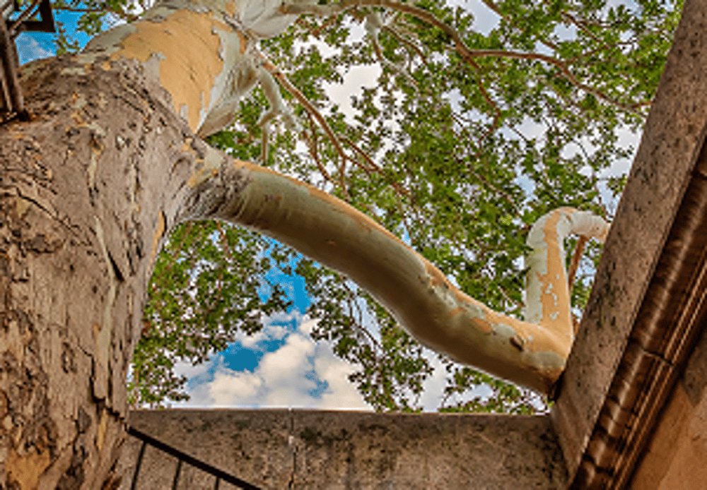 Preserved sycamore branch arching above the village