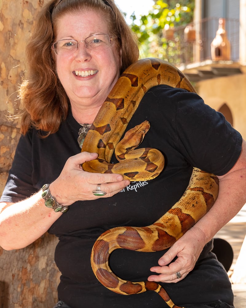 Snakes! Lizards! Tortoises! Image